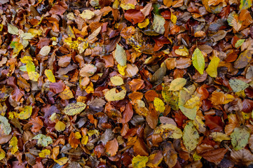 texture of autumnal colored beech leaves fallen on the forest floor