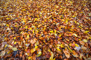 texture of autumnal colored beech leaves fallen on the forest floor