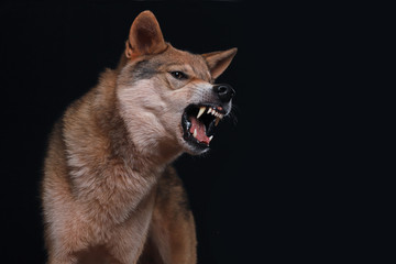 Ein Mischling aus Wolf und Hund, genannt Wolfshund, reißt das Maul auf und zeigt seine Zähne,...