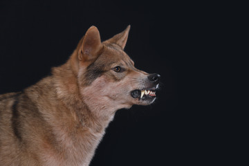 tschechoslowakischer Wolfshund zeigt die Zähne beim knurren und wirkt bedrohlich, Studiofoto