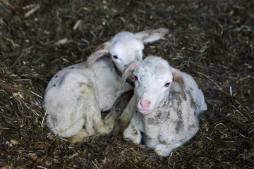 Ziegenlamm / Ziegenlämmer im Stall - Zicklein, Kitz