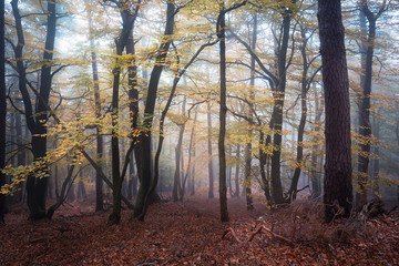 Fototapeta premium nebliger Herbstwald im Pfälzerwald