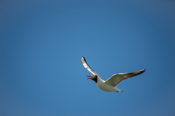 Fototapeta na wymiar black headed gull flying in the cloudless blue sky