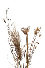 Dry burdock and grass field, thistle isolated on white background with clipping path