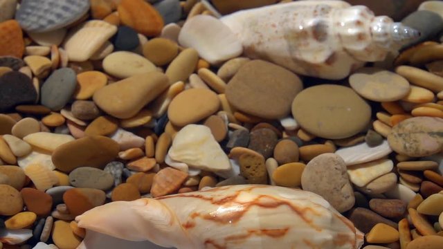Vertical panning of beach with shallow calm pure water, round pebbles and sea shells close up. Amazing natural background with vibrant texture in sun shine.
