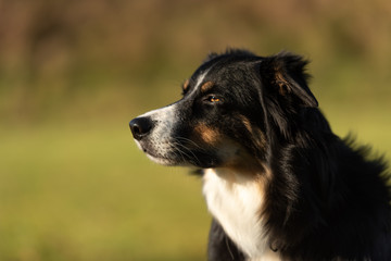 Border Collie Portrait