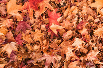 Multicolored japanese maple autumnal dry leaves on the ground