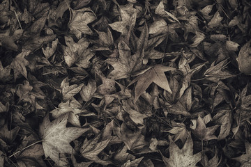 Monochromatic image of japanese maple autumnal dry leaves on ground