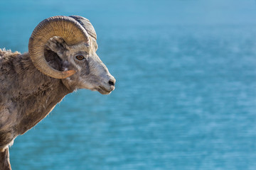 Bighorn Sheep - Ovis canadensis, profile closup of a male ram.  Background is bokeh of a glacial...