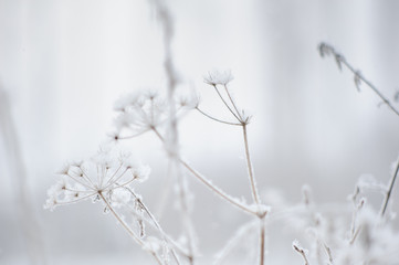 Snow and hoarfrost on dried plants