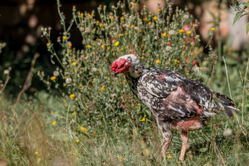 poulet