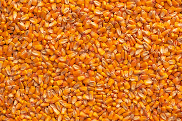 Corn seed kernels heap