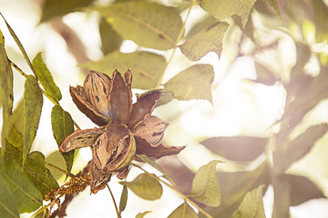 Pecan Nuts Ripening on the Tree. Selective focus used