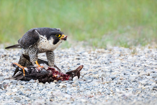 Peregrine Falcon - Falco peregrinus. Standing atop  it's prey, a duck, while feeding. Frontal view