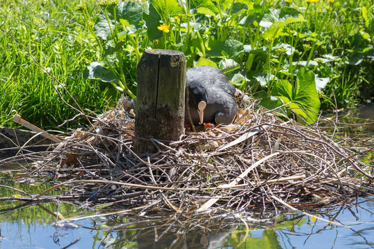 Meerkoet voedt jongen