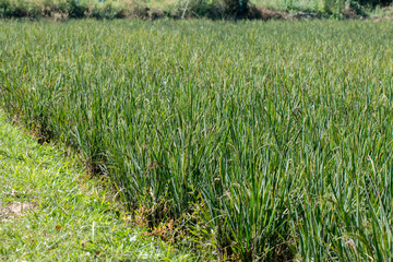 Obraz premium Organic Paddy rice field