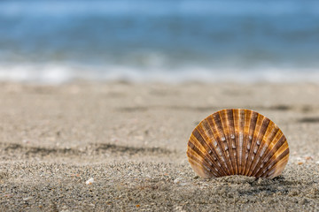 Single shell on the beach