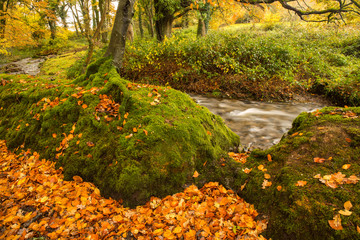 The woodland stream rushes through the forest , pass the moss covered granite boulders and the...