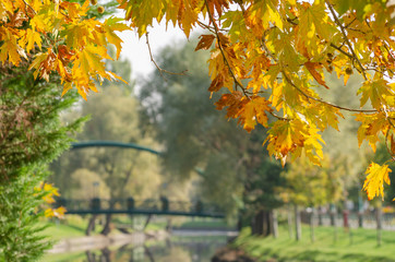 Colorful autumnal leaves illuminated by the sun