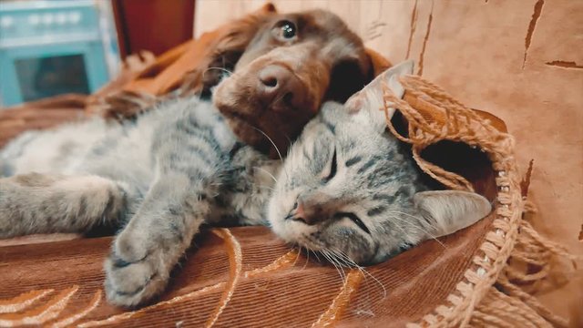 cat and lifestyle a dog are sleeping together funny video. cat and dog friendship indoors . pets friendship and love cat and dog