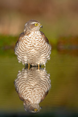 European Sparrowhawk bathing in autumn colors