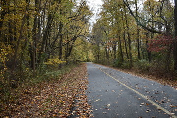 road in forest