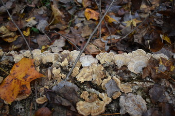 Mushrooms on tree