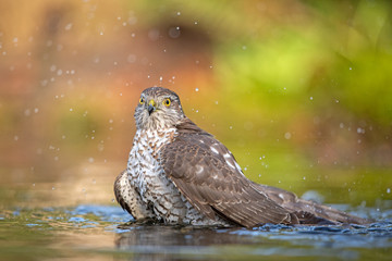 European Sparrowhawk bathing in autumn colors