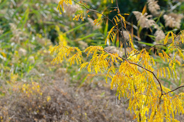 Autumn image of weeds at the roadside