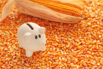 Piggy bank on pile of harvested corn seed