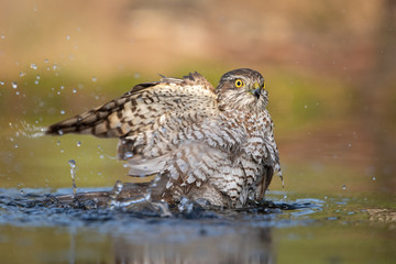 European Sparrowhawk bathing in autumn colors