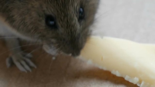 Close up view of muzzle house gray mouse eating piece of cheese in a cardboard box