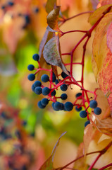 Virginia Creeper (Parthenocissus Quinquefolia) in autumn season, close-up
