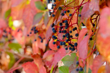Virginia Creeper (Parthenocissus Quinquefolia) in autumn season, close-up