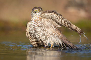 European Sparrowhawk bathing in autumn colors