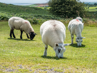 Three sheep grazing
