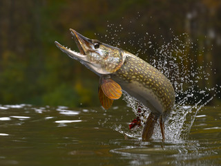 Northern pike fish jumping out of lake or river with splashes 3d render - obrazy, fototapety, plakaty