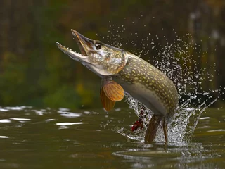 Fotobehang Snoek vissen springen uit meer of rivier met spatten 3d render © bekirevren