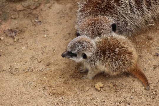Erdm&auml;nnchen Baby