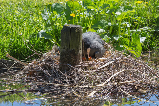 Meerkoet voedt jongen