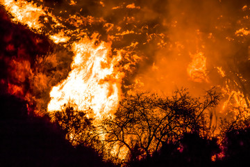 Close Up Brush in Silhouette with Flames Behind on California Hillside Woolsey Brushfire