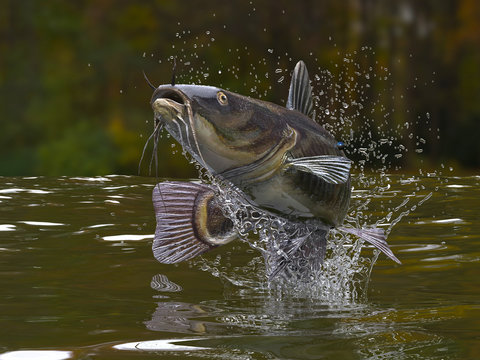 Big catfish in river jumping out of water 3d render Stock