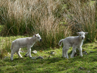 Obraz premium Two spring lambs in field