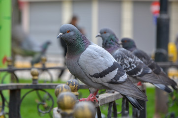 Feral domestic rock pigeons perched on a railing