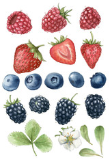 Realistic watercolor illustration of raspberries, strawberries, blueberries and blackberries. Hand-drawn illustration.