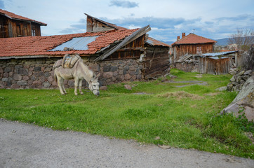 A grey donkey is eating grass near the house