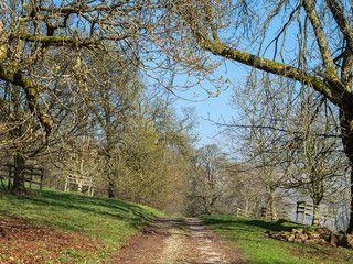 Track through mature trees on sunny spring day on Dales Way near Buckden.