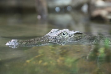 krokodyl