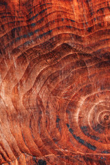 Tree trunk cross section pattern texture