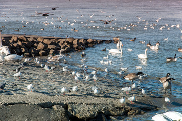 Wasservögel  am See